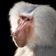 Illustration for article titled This Study of Baboons Makes Me Want to Murder People (In a Good Way)